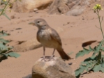 lDesert Lark1.jpg